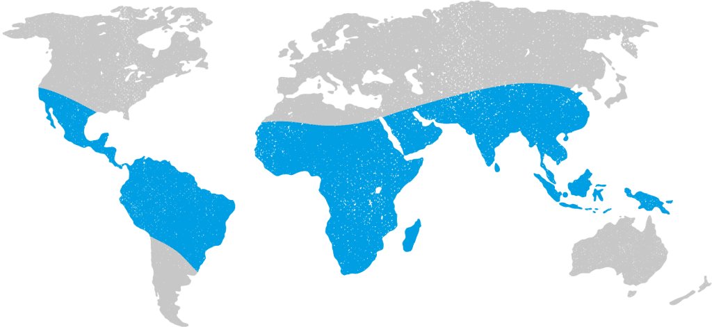 Chikungunya Virus Treatment