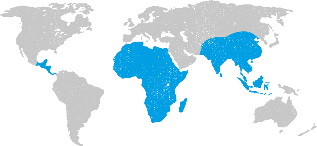 Cholera Vaccine