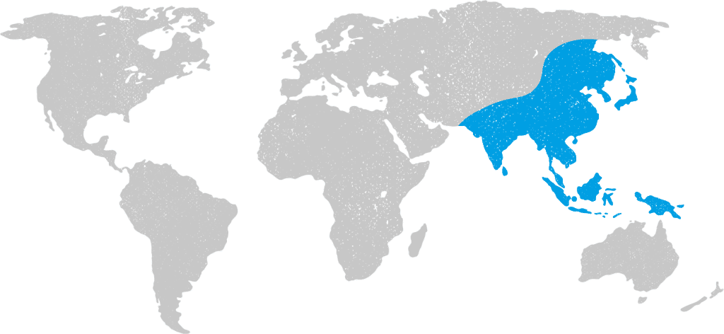 Japanese Encephalitis Vaccine
