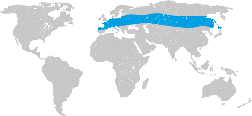 Tick Borne Encephalitis Virus
